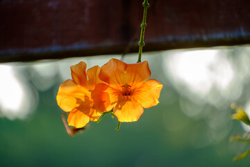 逆光に浮かぶノウゼンカズラの花