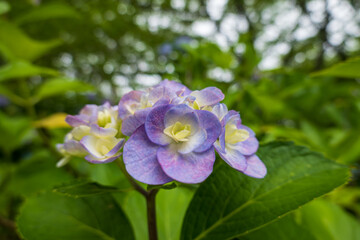 Fototapeta premium 淡い紫の彩りが美しいアジサイ