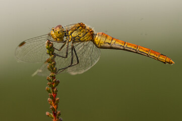 dragonfly on a branch