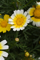 White Yellow Crown Daisy, Close-up of a white and yellow crown daisy flower, blooming in nature,...