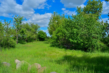Park, shrubs blooming in spring
