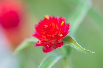 鮮やかに咲く赤いセンニチコウの花