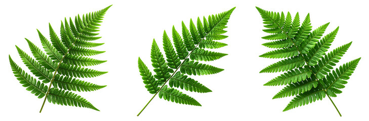 Single Green Fern Leaf with Fine Detail and Natural Curvature, isolated on transparent background PNG