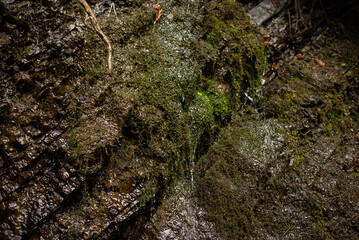 Water gently cascades over moss-covered rocks in a serene forest setting, showcasing nature's beauty during a tranquil afternoon