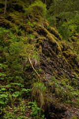 Moss-covered rocks and lush greenery create a serene landscape in a quiet forest during late spring