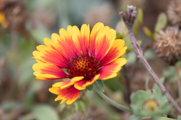 Spring Concept, Blooming Colorful Indian Blanket Flower ,Gaillardia pulchella, Fire-wheel , Rose Ring Gaillardia
