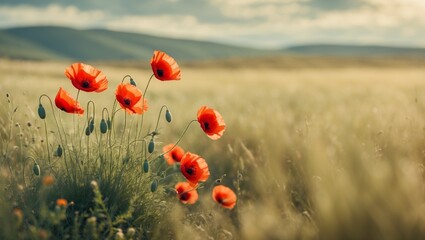 Fototapeta premium Red poppies blooming amid tall grass, a vibrant nature scene ideal for floral and outdoor themed designs or backgrounds.
