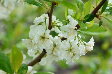 a plum tree branch with delicate white blossoms in full bloom