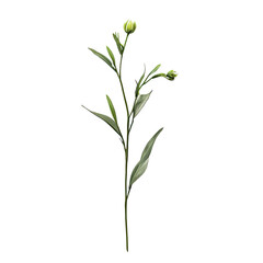 Illustration of a plant stem with leaves and buds