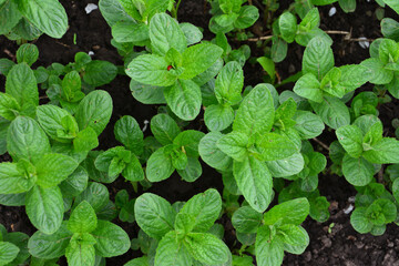 Close-up of fresh green mint plants growing in a garden top view