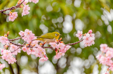 桜の枝にとまるメジロの春の訪れ
