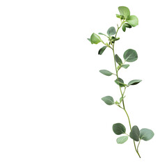 Obraz premium Sprig of greenery