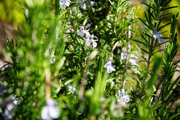 Blooming rosemary in the spring herb garden