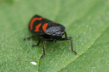 Closeup on the European black and red froghopper, Cercopis vulnerata on a green leaf