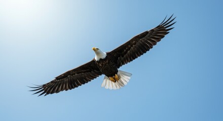 Obraz premium A majestic eagle soars through the clear blue sky, wings spread wide, symbolizing freedom and strength in a natural landscape.