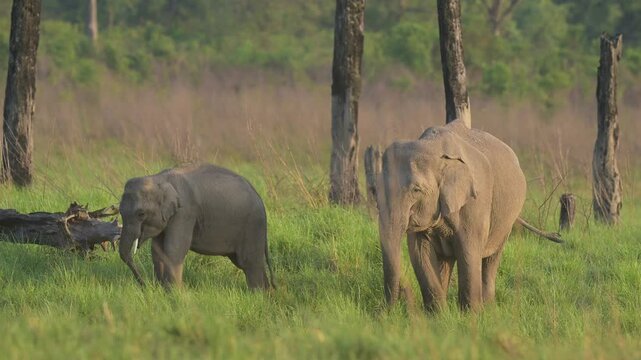 full shot of wild asian elephant calf or baby tusker Elephas maximus indicus with mother or mom eating green grass rolling his trunk dhikala jim corbett national park tiger reserve uttarakhand india