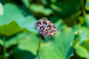 蓮の花托と種のクローズアップ