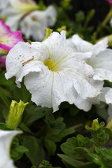White petunias in the garden, Petunia, Close up of white Petunia flower in the garden, Petunia flower and blurred background, Background of white petunia flowers, spring flower Closeup.