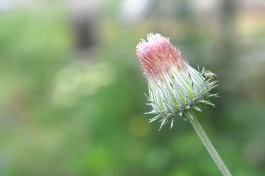 A blooming Creeping Thistle plant, Creeping thistles flower at the meadow. wild flower bloom, thistle in seed, natural flower, creeping thistle flower closeup, Closeup of fluffy creeping thistles seed