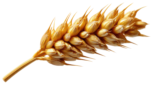 Golden Wheat Grain: A detailed macro shot of a single, ripe wheat grain, showcasing the textures, tones, and golden hues of a staple food, representing the harvest and the bounty of the earth.