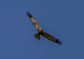 Obraz premium Marsh Harrier in flight against a clear sky