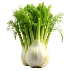 Fresh Fennel Bulb: Cooking with Fennel Recipes and Benefits