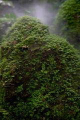 Moss is on a rock under a waterfall in a beautiful natural mountain.