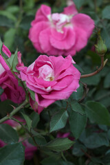 Beautiful pink rose flower closeup in garden, A very beautiful pink yellow rose flower bloomed on the rose tree, Rose flower closeup, bloom flowers, Natural spring flower floral background