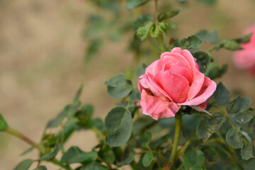 Beautiful pink rose flower closeup in garden, A very beautiful pink yellow rose flower bloomed on the rose tree, Rose flower closeup, bloom flowers, Natural spring flower floral background