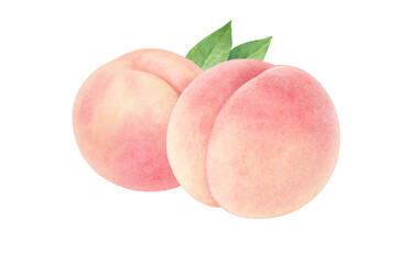 桃 イラスト 水彩 白桃 もも