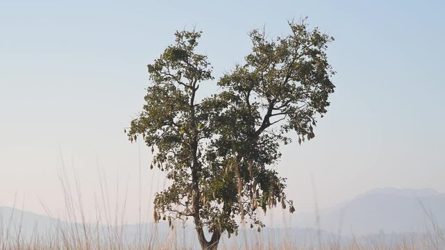 full shot of tree in wild with full of multiple long hanging nests with bulbous chamber and a narrow tubular entrance of Baya Weaver or Ploceus philippinus bird nest in safari at forest of india