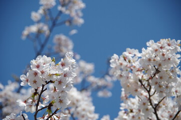 桜と青空