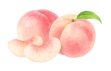 桃のイラスト 水彩 白桃 もも