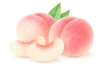 桃のイラスト 水彩 白桃 もも