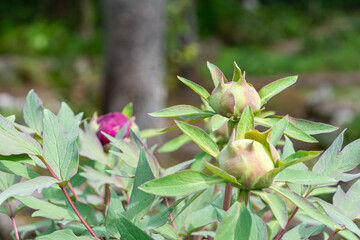 開花を待つ牡丹のつぼみ