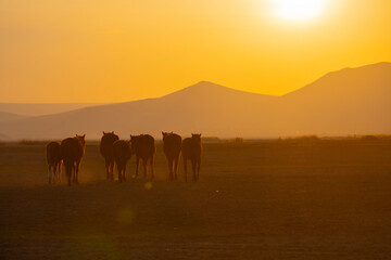 Kayseri wild horses and Mount Erciyes