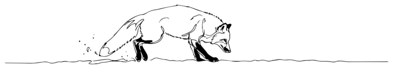 black and white fox in motion