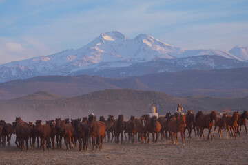 Kayseri wild horses and Mount Erciyes