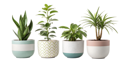 collections of modern indoor plants in ceramic pot isolated on white background, PNG