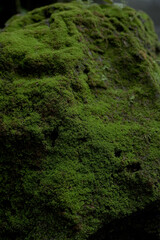 Green moss on the rocks under the waterfall at the beautiful natural mountain.