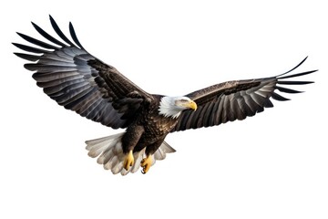 Bald eagle flying animal nature.