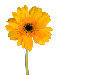 A close-up of a vibrant yellow gerbera daisy with a dark center.