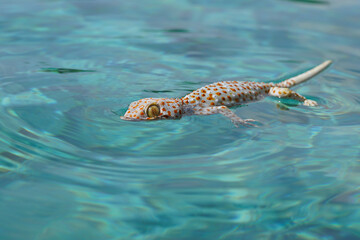 lizard on the water
