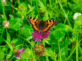 Aglais urticae_Kleiner Fuchs on red clover blossom