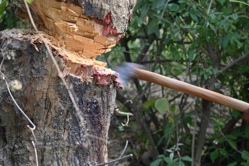 Tree being cut down with an axe. Wood is being cut for fuel in an Indian village. Indian village cutting wood from his hand with the help of axe. © SUBASCHANDRA