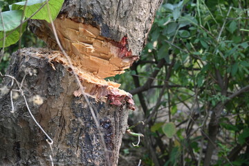 Tree being cut down with an axe. Wood is being cut for fuel in an Indian village. Indian village...