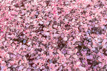 Plantes couvre sol 