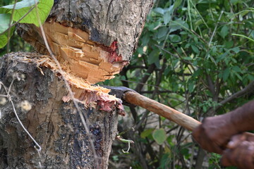 Tree being cut down with an axe. Wood is being cut for fuel in an Indian village. Indian village cutting wood from his hand with the help of axe.