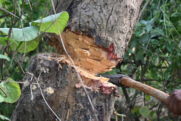 Fototapeta premium Tree being cut down with an axe. Wood is being cut for fuel in an Indian village. Indian village cutting wood from his hand with the help of axe.