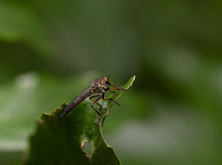 葉に止まるナミマガリケムシヒキ